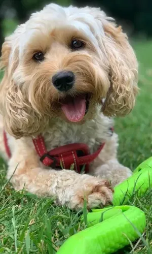 Hair-The-Hound-Twickenham-Shop-Dogs-2