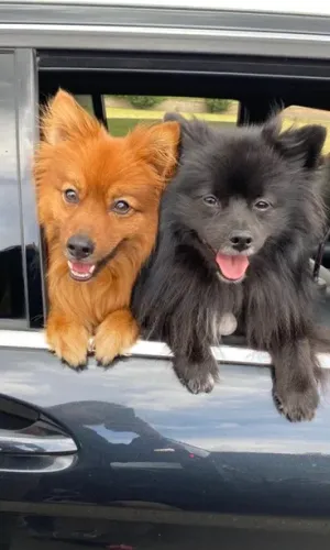 Hair-The-Hound-Twickenham-Shop-Dogs-3